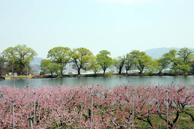▲제2주산지로 알려진 반곡지. 문체부가 ‘사진 찍기 좋은 녹색명소’로 선정한 곳으로 매년 복사꽃 필 무렵에 절정을 이룬다.Ⓒ경산시