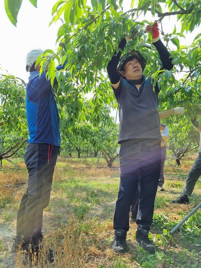 군위군 소보면은 지난 24일 복숭아 재배농가를 찾아 복숭아 적과 작업을 도왔다. (군위군 제공) 2022.05.26