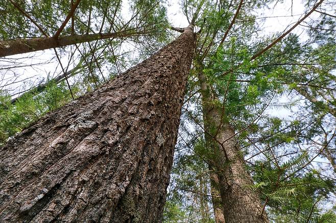 하늘 높이 솟은 굵은 참나무(왼쪽)와 바로 옆에서 함께 자라는 전나무 [사진/진성철 기자]