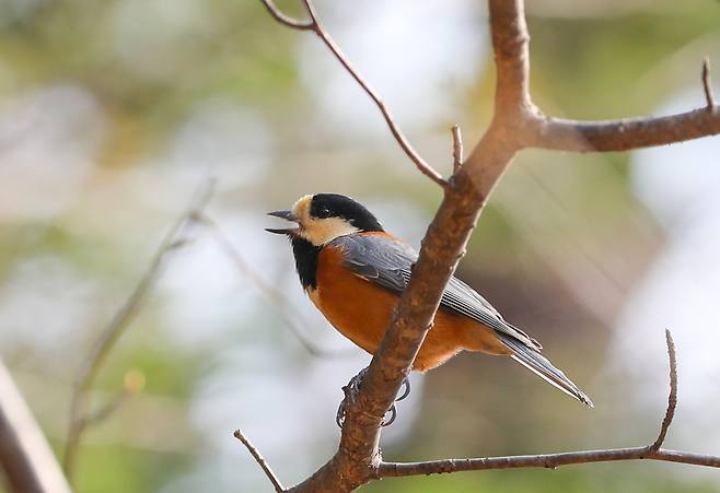 참나무에서 노래하는 곤줄박이 [사진/진성철 기자]