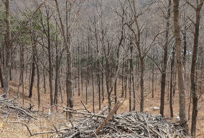 와항재-태종 임도에서 바라본 소호 참나무숲 [사진/진성철 기자]