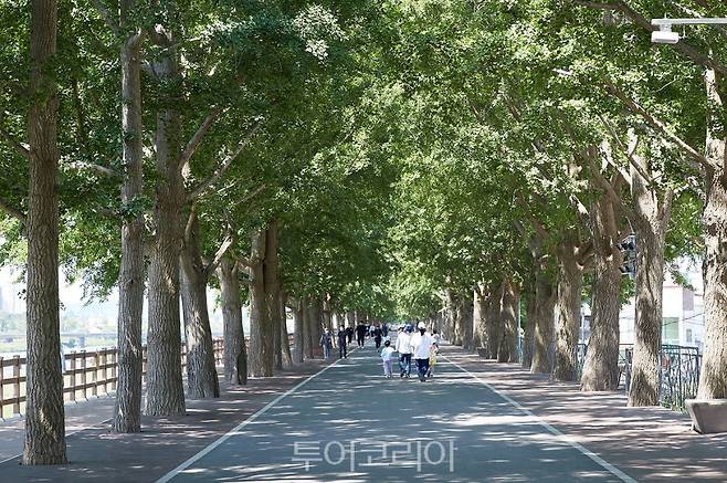 수령 50년이 넘은 은행나무가 터널을 이룬 아산 은행나무길./사진=아산시