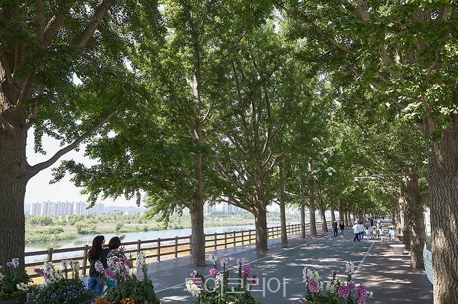 수령 50년이 넘은 은행나무가 터널을 이룬 아산 은행나무길./사진=아산시