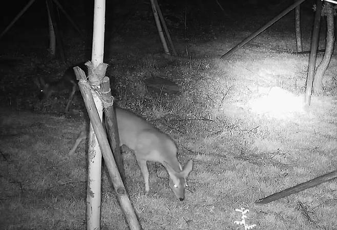 [대구=뉴시스]팔공산 생태통로에 노루가 지나가고 있는 모습이 포착됐다(사진=대구시 제공) 2022.05.29 photo@newsis.com *재판매 및 DB 금지
