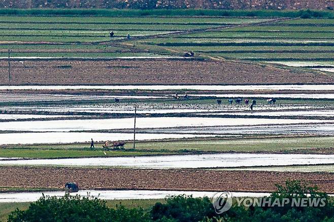 모내기하는 북녘 (파주=연합뉴스) 임병식 기자 = 25일 경기도 파주시 오두산 통일전망대에서 바라본 북한 황해북도 개풍군에서 북한 주민들이 모내기를 하고 있다. 2022.5.25 andphotodo@yna.co.kr