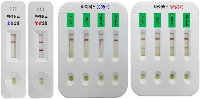 원예작물 진단키트로 검사한 토마토반점위조바이러스(TSWV), 오이모자이크바이러스(CMV), 고추모틀바이러스(PepMoV), 고추연한얼룩바이러스(PMMoV) 검사 결과. 국립원예특작환경과학원 제공