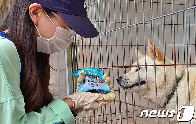 한 봉사자가 29일 경기 용인의 한 동물보호소에서 접종이 끝난 개에게 간식을 주고 있다. © 뉴스1 최서윤 기자