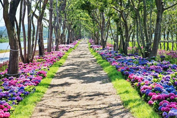 수국과 팽나무가 어우러진 신안 환상의 정원 /사진=한국관광공사