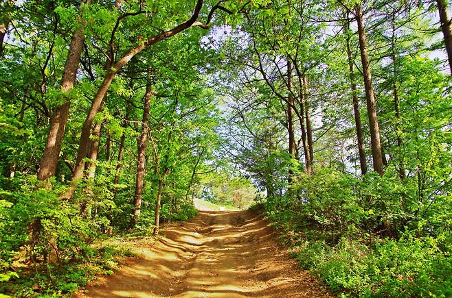 것대산 정상으로 가는 숲길. 숲길을 벗어나면 바로 정상이다.