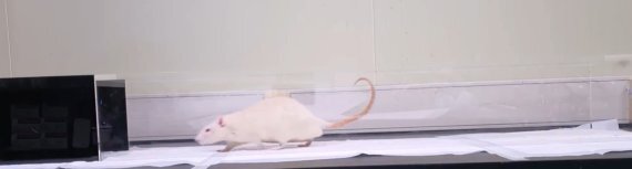 POSTECH 조동우·장진아 교수팀이 줄기세포가 들어간 바이오잉크를 실험쥐의 어깨 회전근개를 재생시킨 뒤 걸음걸이 속도와 보폭을 관찰하고 있다. POSTECH 제공