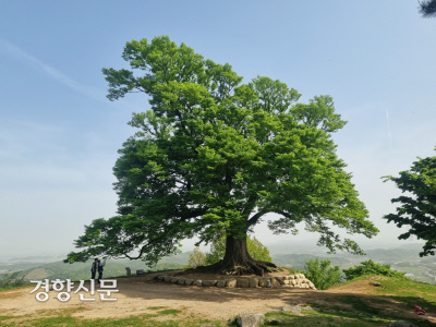가림성 사랑나무. 키 22m, 가슴둘레 5m40㎝에 달하는 수령 400년 가량의 느티나무이다. 원뿔 모양의 아름다운 몸집에, 판 모양으로 돌출된 거대한 뿌리 등이 늠름한 자태를 풍긴다. 2021년(8월) 천연기념물로 지정됐다.|백제역사문화연구원 제공