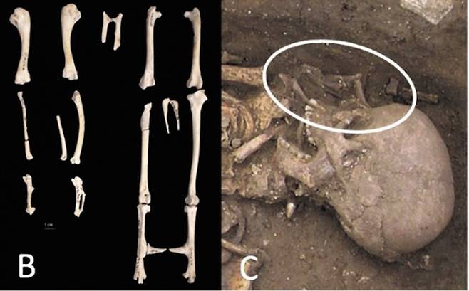 유럽에서 발견된 닭의 유골. 닭의 유골은 사람뼈와 함께 발견되기도 하는 등 닭을 숭상한 흔적도 발견된다. 국제학술지 유물 캡처