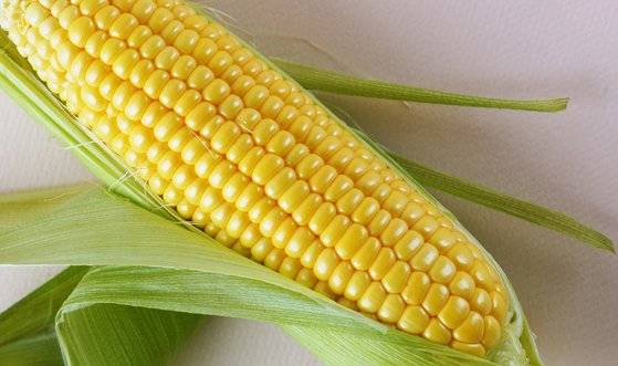 상당한 단맛을 자랑하는 초당옥수수는 나중에 만들어진 돌연변이 품종이다. 사진 공심채