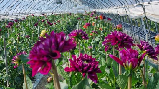 국화과에 속하는 꽃으로 꽃 모양이 선명하고 다양한 '당신의 사랑이 나를 행복하게 합니다. 당신의 마음을 알게 돼 기쁩니다' 라는 꽃말을 가진 다알리아가 청양군 청남면에서 수확에 아름다움을 더하고 있다.사진=청양군 제공