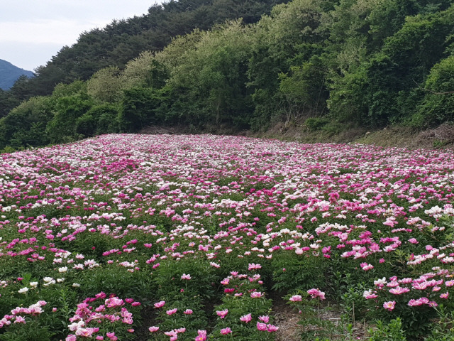 ▲ 7일 영월 상동읍에 조성된 작약단지에 작약꽃이 만개해 장관을 이루고 있다.