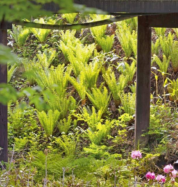 고산지역에 자생하는 고사리  [사진/성연재 기자]