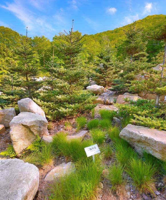 구상나무 군락과 사초 [사진/성연재 기자]