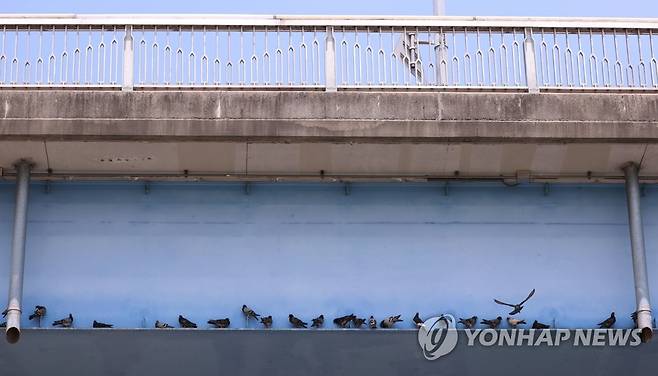 명당 자리는 마감 서울 마포대교 응달진 구조물에 비둘기들이 앉아 더위를 식히고 있다. [연합뉴스 자료사진]