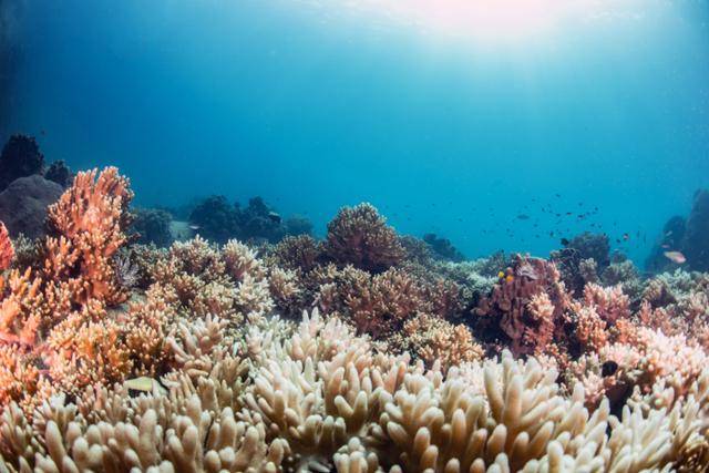수중 환경에 민감한 산호. 에메랄드빛 바다는 백화 현상이 진행돼 수중 생태계가 파괴되고 있다는 뜻이다. 게티이미지뱅크
