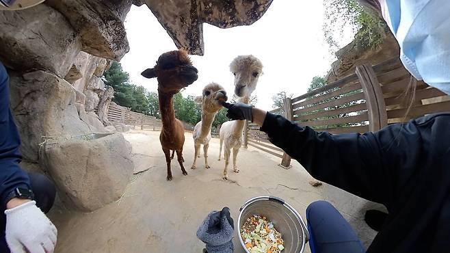 배은애 사육사가 알파카들에게 먹이를 주고 있다.왕준열PD