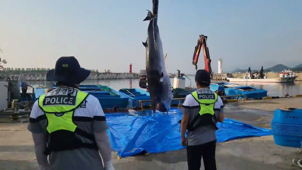 18일 강원 고성군 가진항 북동방 해상에서 혼획된 밍크고래. 연합뉴스