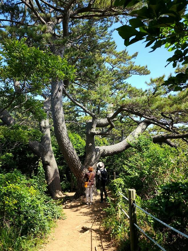 연대도 해송숲길