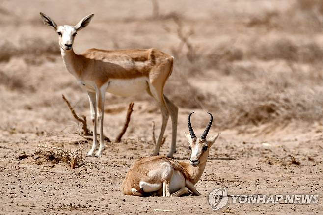 먹이 부족으로 고통받는 이라크 가젤 (사와[이라크] AFP=연합뉴스) 지난 8일(현지시간) 이라크 '사와 야생동물 보호구역'에서 가젤이 땅바닥에 주저앉아있다. 2022.6.19 photo@yna.co.kr