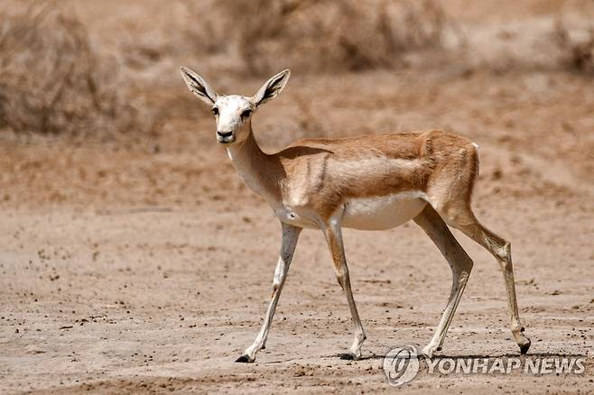 먹이를 먹지 못해 마른 가젤 (사와[이라크] AFP=연합뉴스) 지난 8일(현지시간) 이라크 '사와 야생동물 보호구역'에서 가젤이 먹이 찾아다니고 있다. 2022.6.19 photo@yna.co.kr