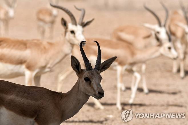 기후변화로 고통받는 가젤 (사와[이라크] AFP=연합뉴스) 지난 8일(현지시간) 이라크 '사와 야생동물 보호구역'에서 가젤이 먹이 찾아다니고 있다. 2022.6.19 photo@yna.co.kr