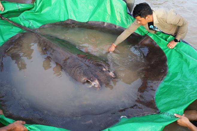 캄보디아 메콩강에서 역대 최대 크기의 민물고기인 초대형 민물 가오리가 잡혔다.(사진=AFP)