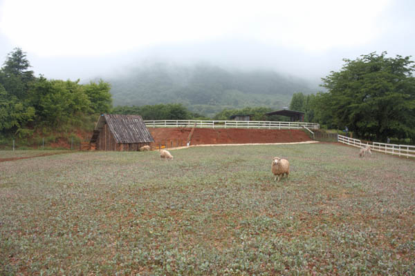 경남 하동군 옥종면에 있는 해뜰목장에서 양과 염소가 풀을 뜯어먹고 있다. / 주영재 기자