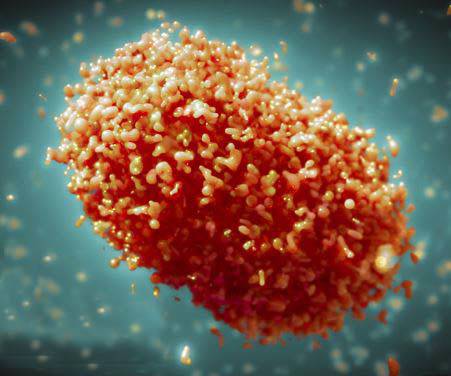 자료사진 출처=WHO