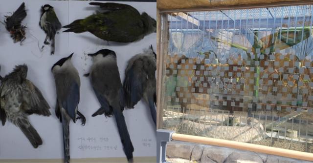 수많은 새들이 건물에 부딪혀 희생되고 있는 가운데(왼쪽) 유리창에 무늬(패턴)를 적용함으로써 새들이 유리창을 인식할 수 있도록 도와주는 방법이 도입되고 있다. 국립생태원 제공