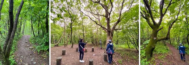 하이원탑에서 도롱이연못으로 가는 산책길