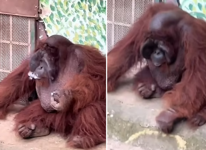 베트남 동물원의 오랑우탄이 방문객의 담배꽁초를 주워 자연스럽게 흡연하는 모습이 포착돼 충격을 안겼다