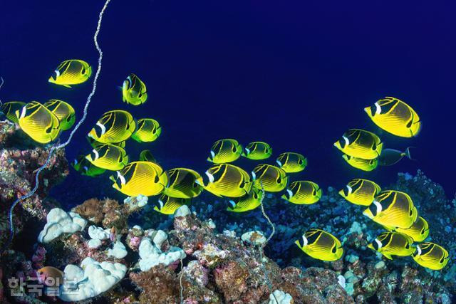 아기 천사들의 행진. 하늘을 나는 나비같이 예쁜 버터플라이피쉬(Butterflyfish). 흔하게 볼 수 있어 언제든 찍을 수 있다고 생각해 뒤로 미루다가 결국 찍는 것을 놓치곤 한다. ⓒ장재연