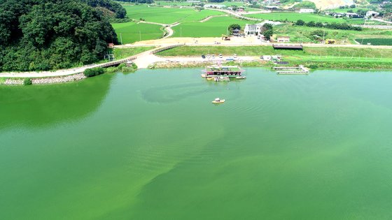 지난해 8월 금강 하굿둑 부근에서 남세균 녹조가 발생해 강물이 짙은 녹색을 띠고 있다. [김종술 씨 제공].