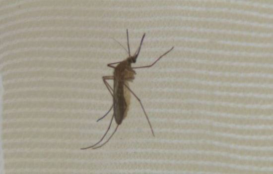 일본뇌염 매개 모기인 작은빨간집모기가 광주에서도 발견됐다. /사진=연합뉴스