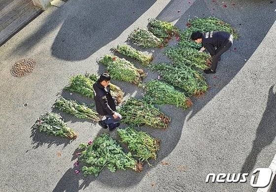통영해양경찰관이 도서지역·어촌마을 주민 37명으로부터 압수한 양귀비를 살펴보고 있다/사진=뉴스1