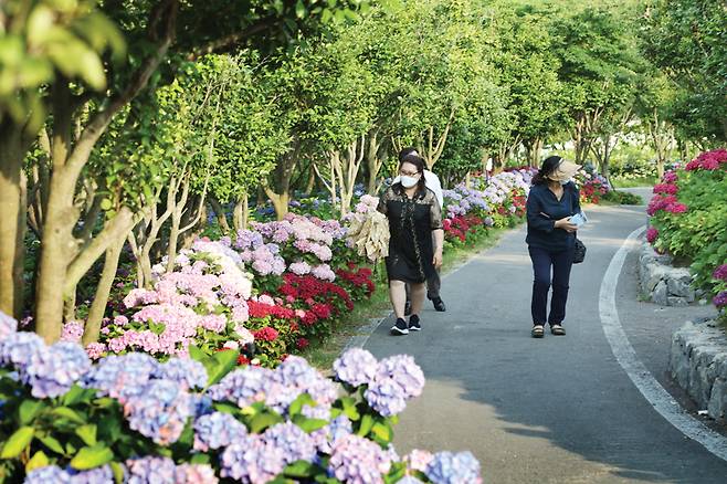 관광객들이 수국과 팽나무가 어우러진 길을 걷고 있다.