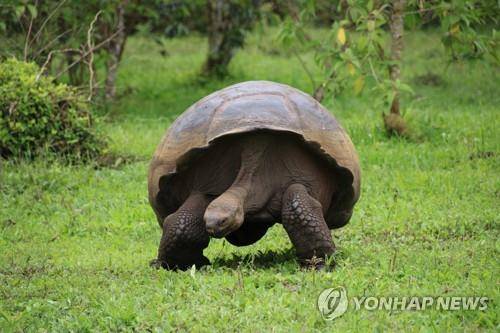 갈라파고스 제도의 코끼리 거북  [EPA 연합뉴스 자료사진]