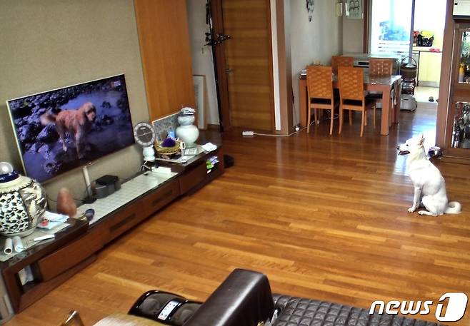 TV 보는 강아지(해피독TV 제공) © 뉴스1