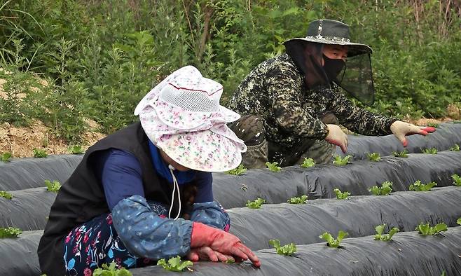 지리산 중봉 아래 한 농촌 마을, 5월에 입국한 계절노동자 2명이 양상추밭 잡초를 제거하고 있다. 이정용 선임기자 lee312@hani.co.kr