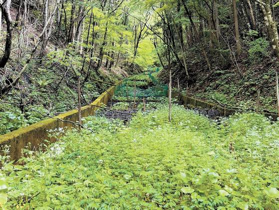 일본 이바라키현 북부 내륙 산간의 다이고마치(大子町) 깊은 골짜기에 있는 계단식 와사비 농장. [사진 김민성]