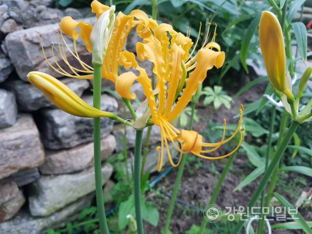 ▲ 진노랑상사화