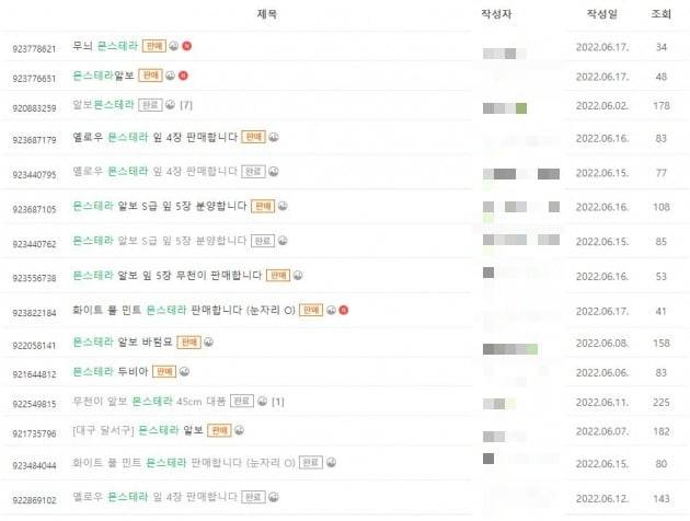 중고거래 플랫폼 중고나라에 몬스테라 알보가 거래되고 있는 모습.