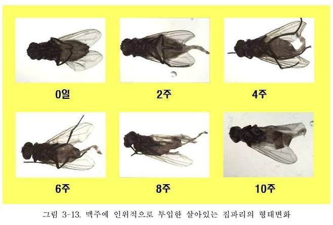 맥주에 살아있는 집파리를 투입한 경우 파리의 형태 변화/사진= 주류 중 곤충 이물의 혼입시기 판별법 개발 연구 보고서