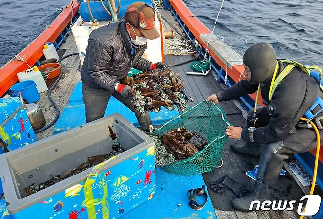 한 어민이 전복 작업을 하고 있다. © 뉴스1