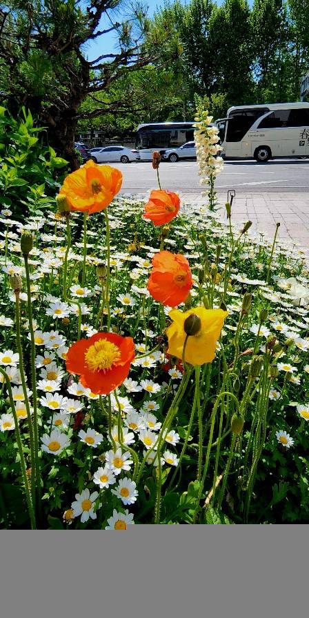 하얀 샤스타데이지와 디기탈리스, 수국과 함께 서울 도심을 장식한 꽃양귀비 꽃의 아름다움이 단연 돋보인다. 서울시청 광장에서 지난 5월 15일 촬영