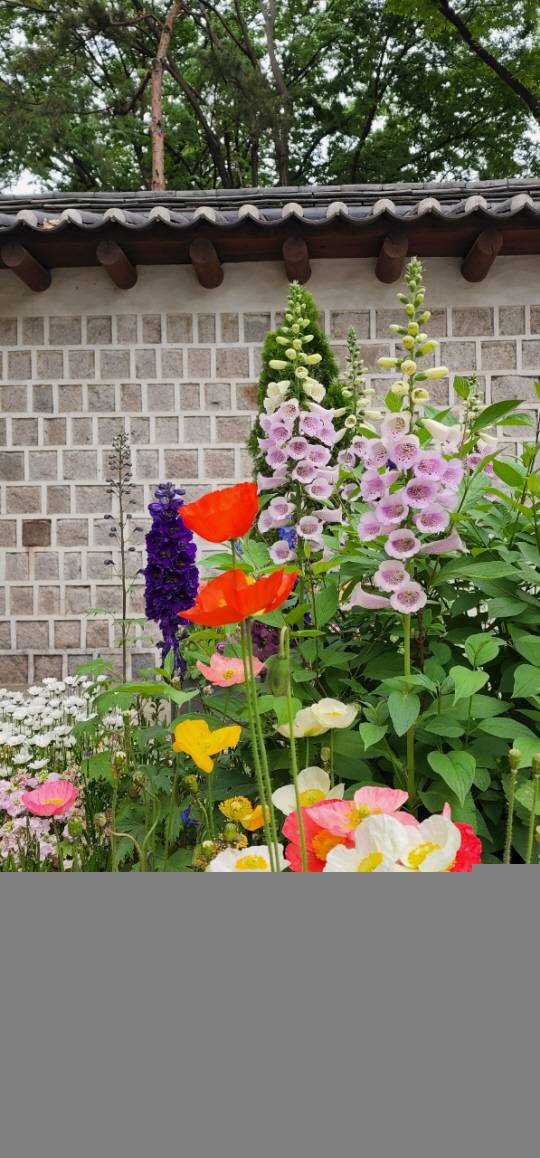 꽃양귀비는 품종에 따라 붉은색, 자주색, 노란색, 흰색, 주홍색 등이 있다. 주종은 붉은색이다. 뒤쪽은 디기탈리스. 5월15일 덕수궁 앞 촬영